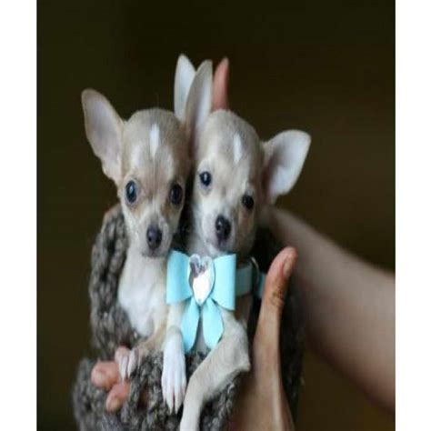 Kathi Donegan donegan ·Over 4 weeks ago on <b>Puppies</b>. . Chihuahua puppies for sale syracuse ny